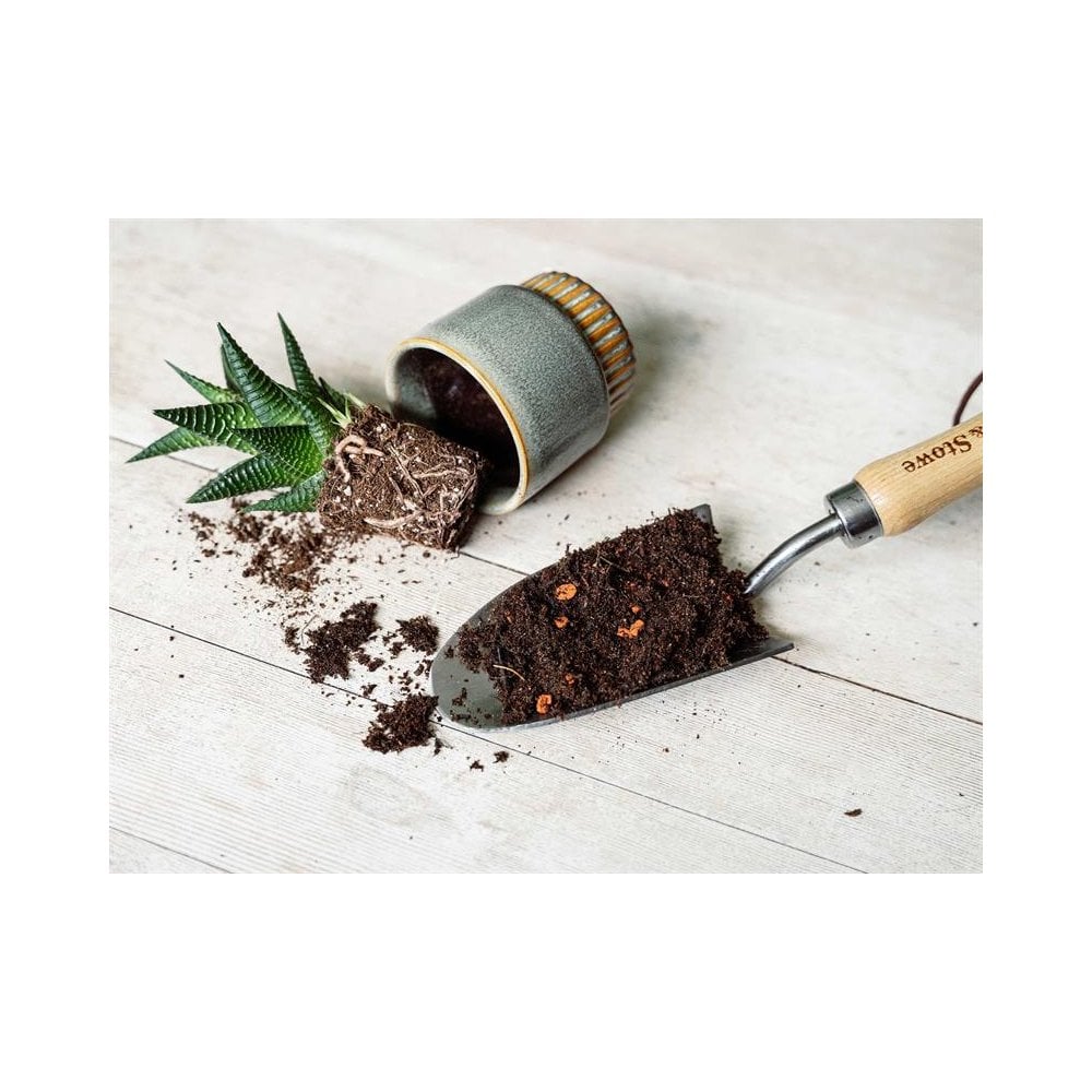 Westland Cacti & Succulent Potting Mix 4 litre