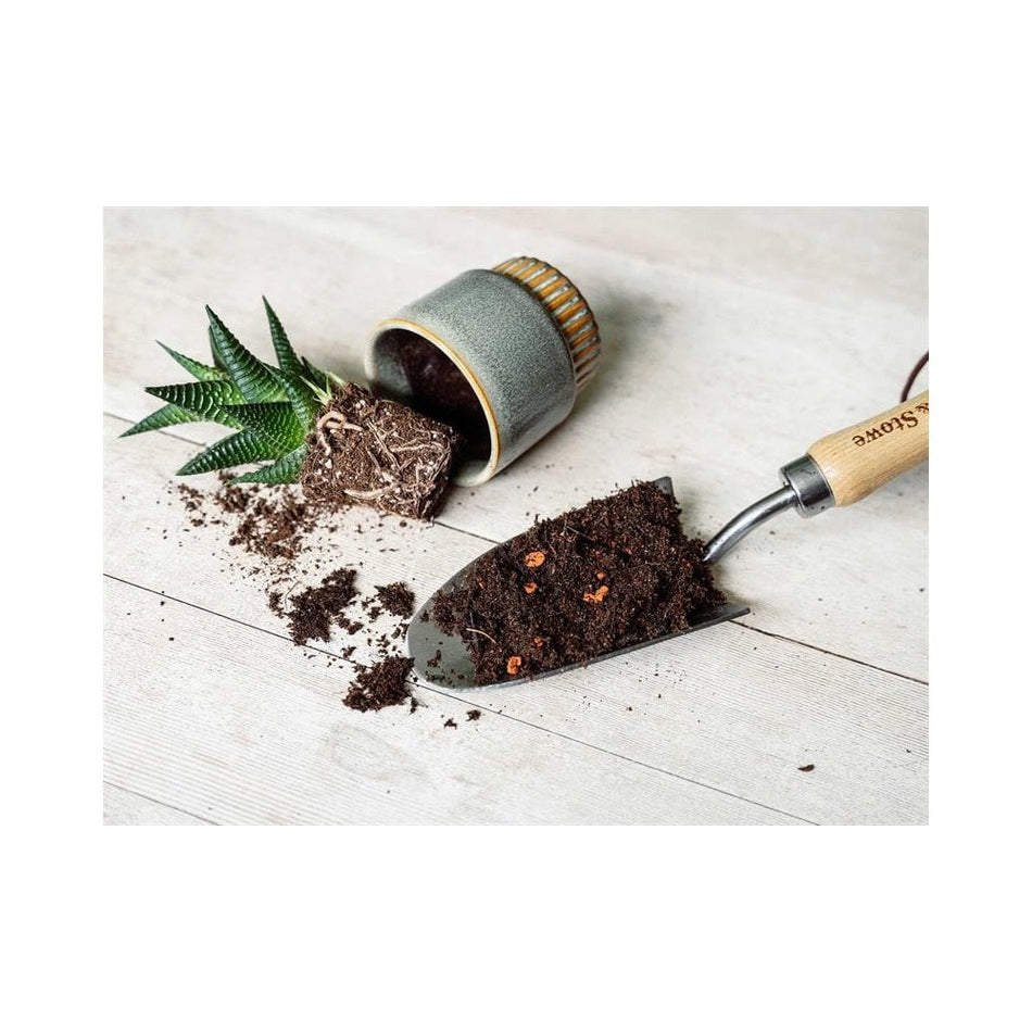 Westland Cacti & Succulent Potting Mix 4 litre