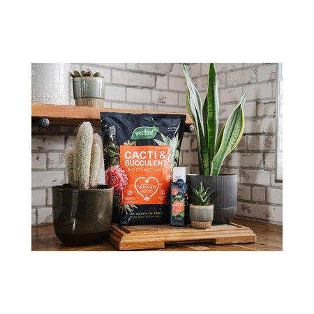Westland Cacti & Succulent Potting Mix 4 litre