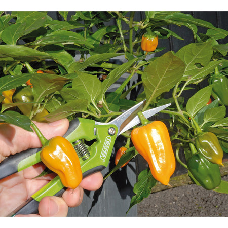 DRAPER 165mm Soft Grip Precision Curved Pruning Secateur: Model No.G813