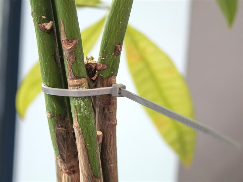 Cable Ties Grey 4.8 x 250mm (Pack 100)