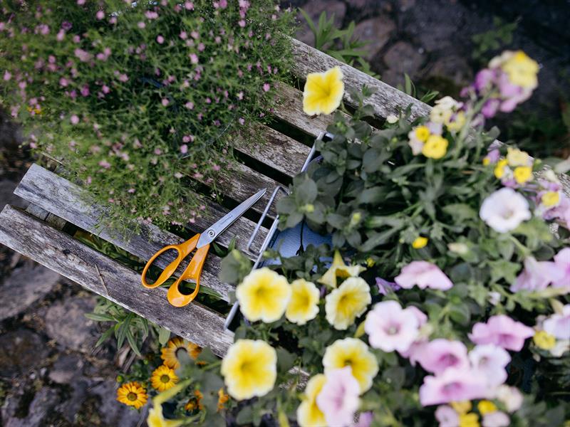 Classic Garden Scissors, Right Handed 21cm